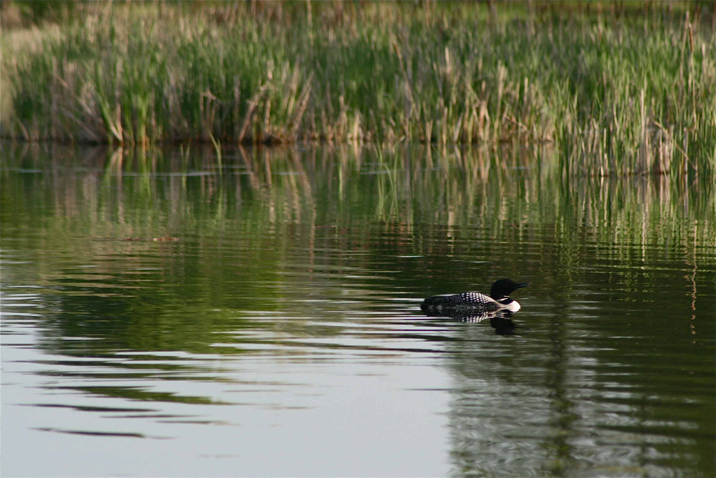 a duck swimming through the water, with tall grass in the background