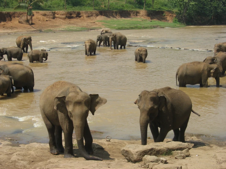 there is an elephant herd walking in the water
