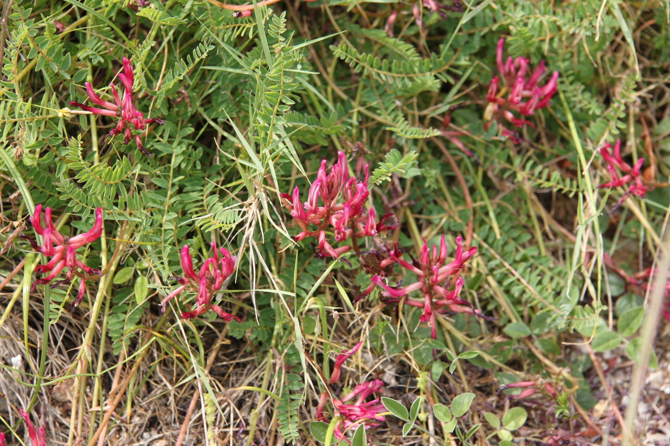 the vegetation has very small red flowers on it