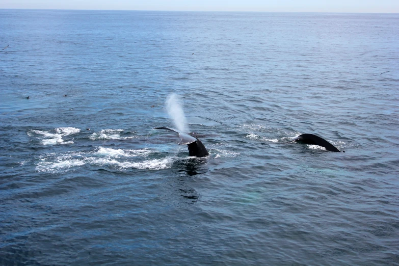 a couple of animals swimming in the ocean