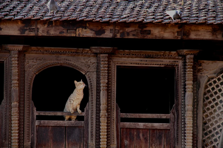 a cat sits at the window of an old wooden building