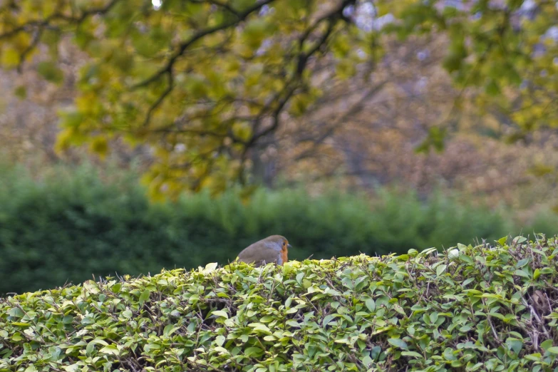 a gray bird sitting on the grass in a field