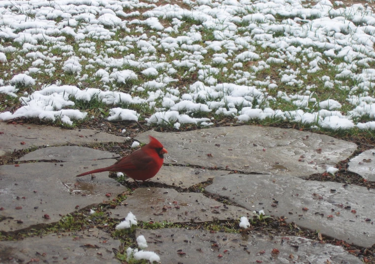 a red bird is standing on a stone path near some snow