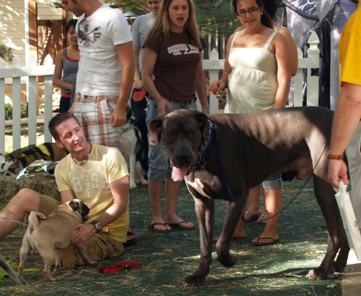 a couple and their dogs at a dog show