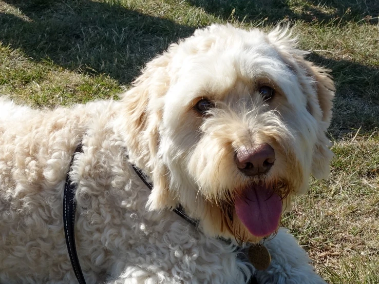 a dog sits on the ground with his tongue hanging out