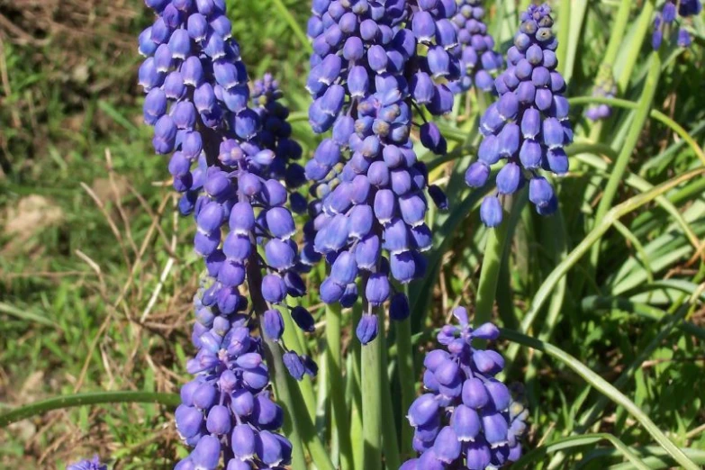 a group of purple flowers growing in the grass