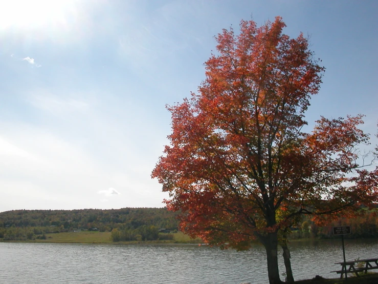 a tree next to the water with a blue sky