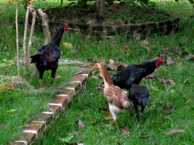 a group of three chickens standing next to each other on a lush green field