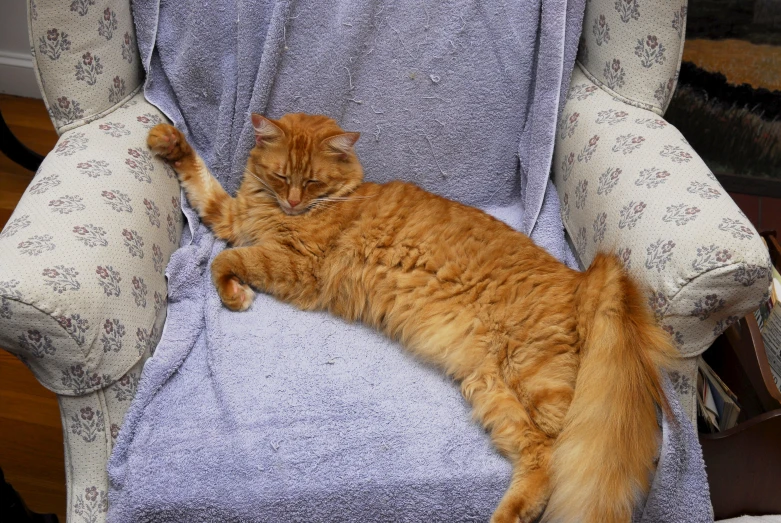 a cat laying down on top of a chair