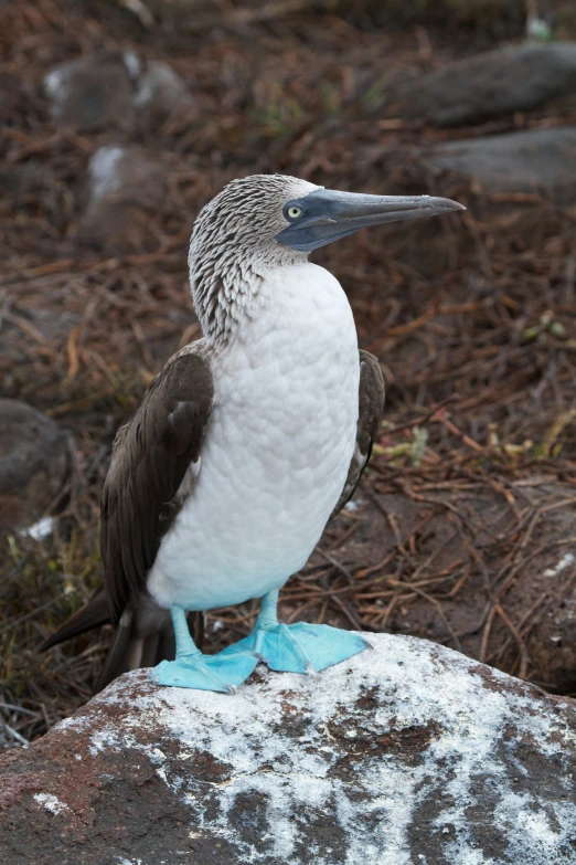 a bird sitting on top of a rock