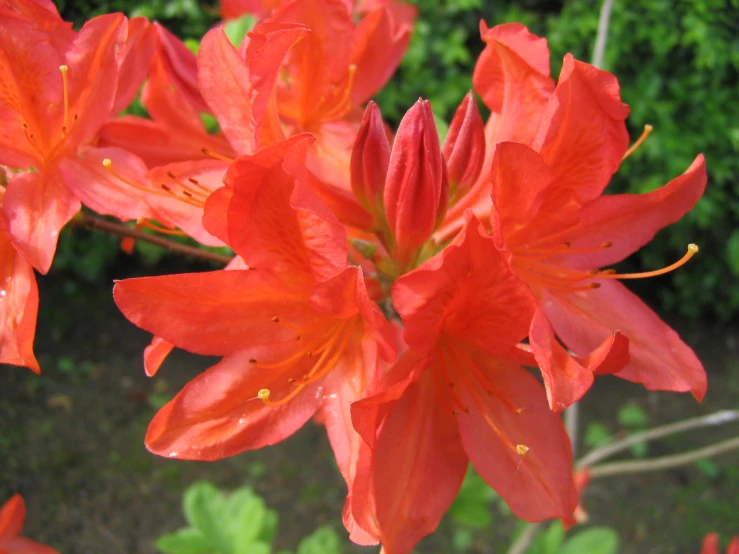 a bouquet of bright orange flowers on the outside