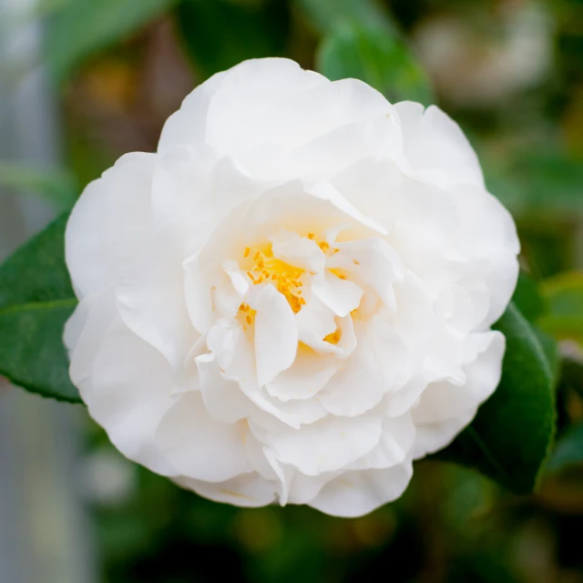 a white flower with green leaves and a white background