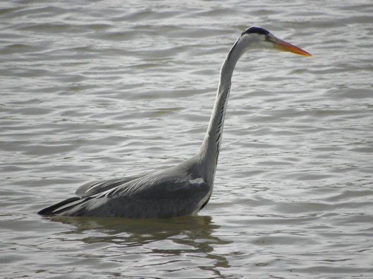 a grey bird swimming in the lake with long beak