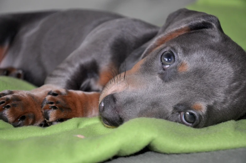 a dog that is laying down on a blanket