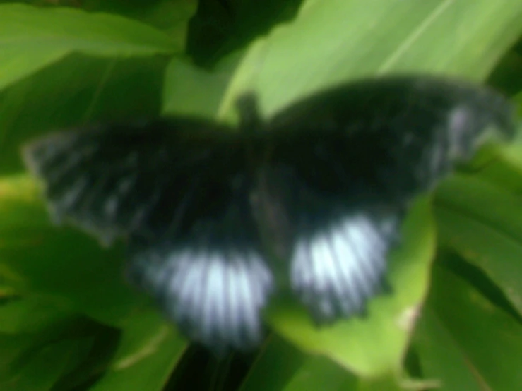 a black erfly with white stripe sits on some green leaves