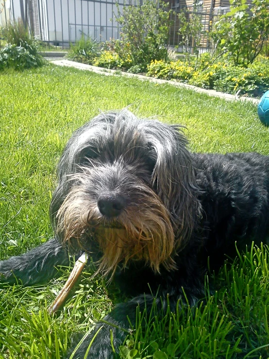 dog laying in yard chewing on stick of soing