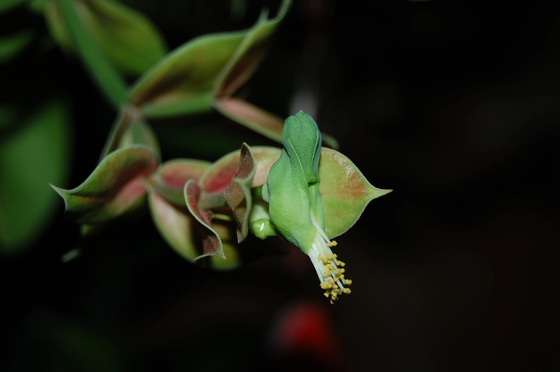 an upside down view of a flower on a stem