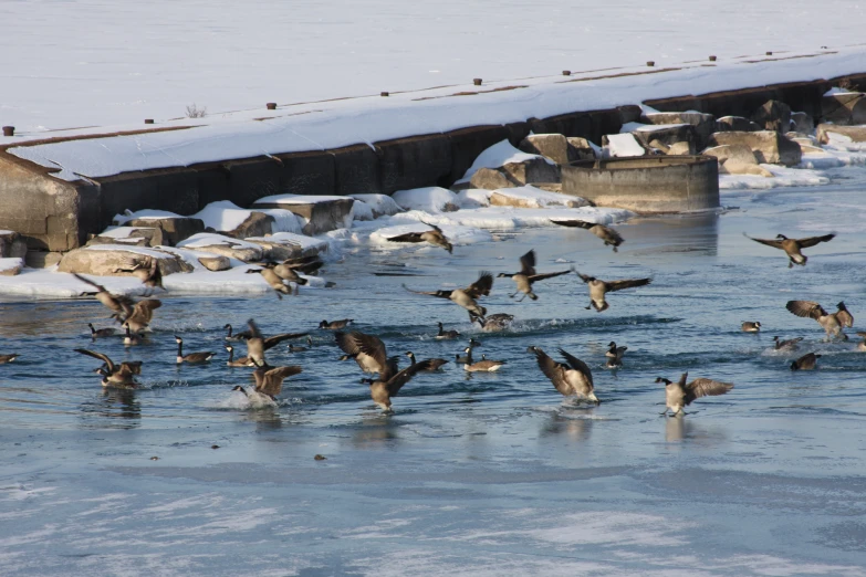 a large flock of birds on ice covered water