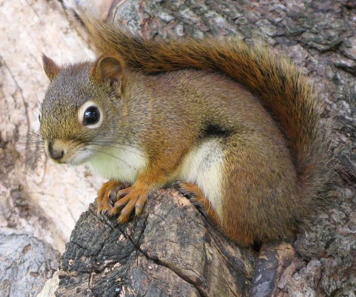 a small squirrel sitting on top of a rock