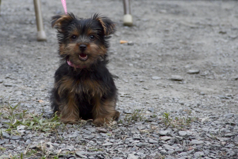 the dog is sitting on the gravel with his tongue out