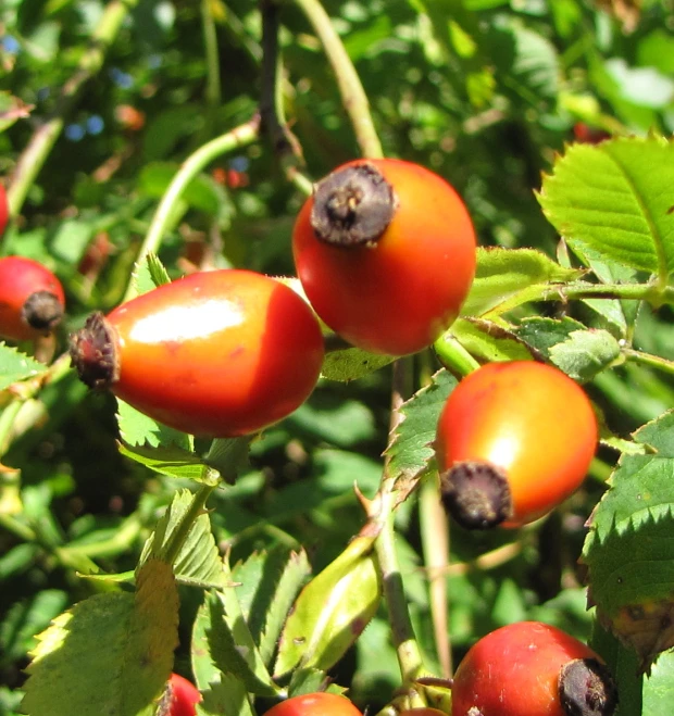 a bush filled with lots of red berries