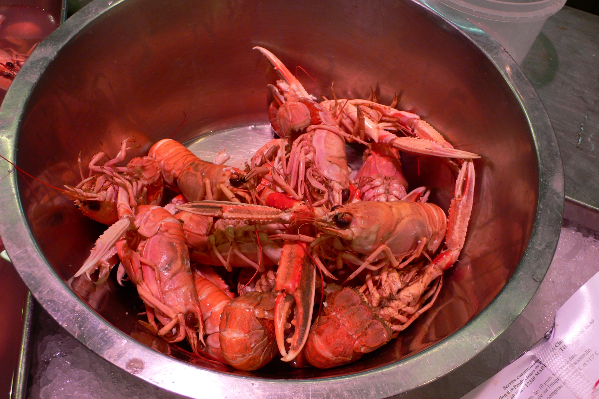 a large bucket of freshly cooked lobsters in water