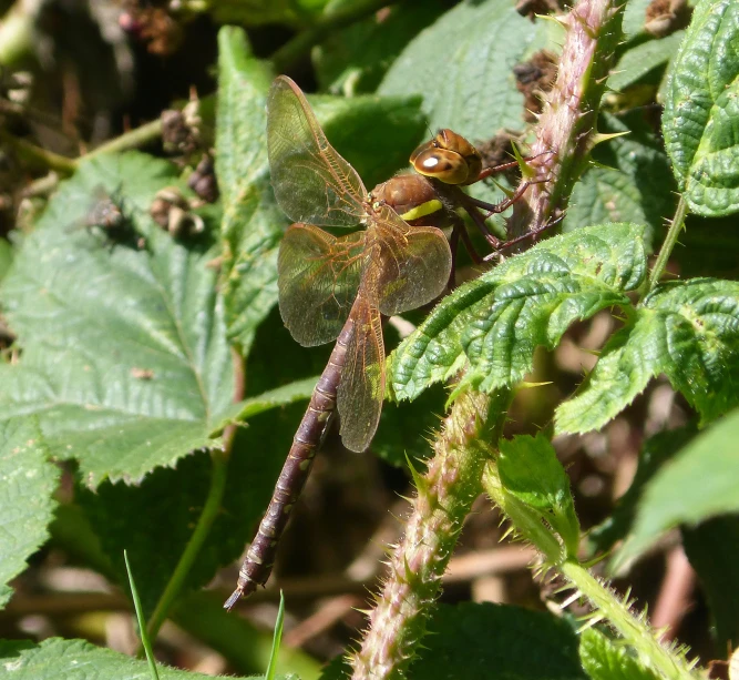 a brown dragonfly rests on a leaf