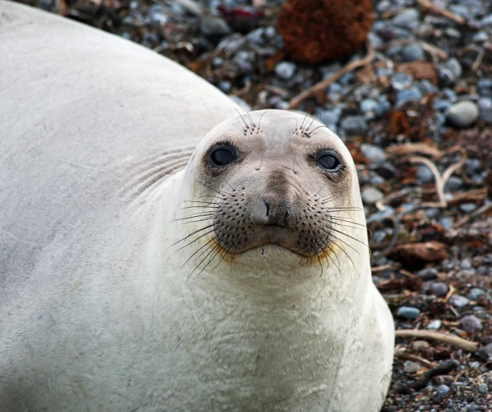 an image of a seal on rocky ground