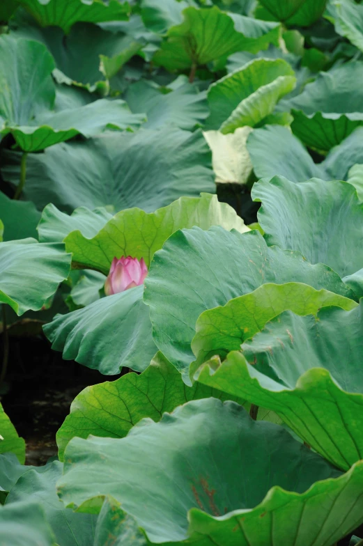 a green plant with lots of leaves