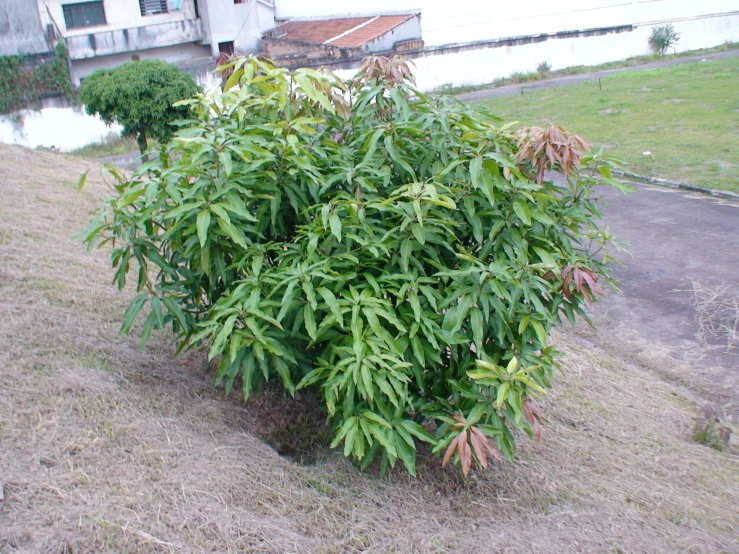 tree with bright green leaves on open area next to sidewalk