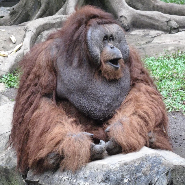 an oranguel sitting on top of a rock