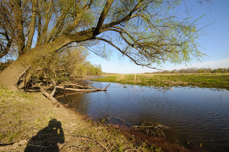 a person standing on the bank of a river next to trees