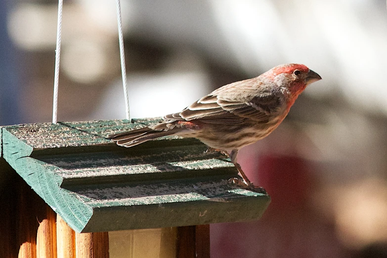 a small bird stands on a green bird feeder