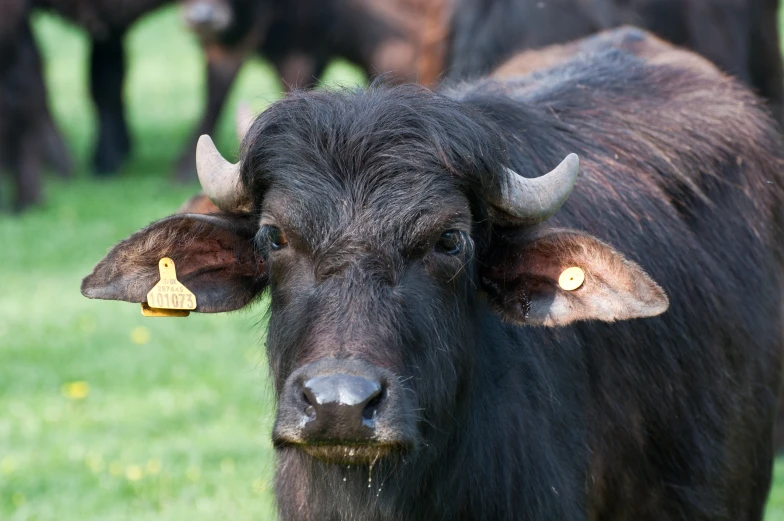 large black cow with gold ears looking toward the camera