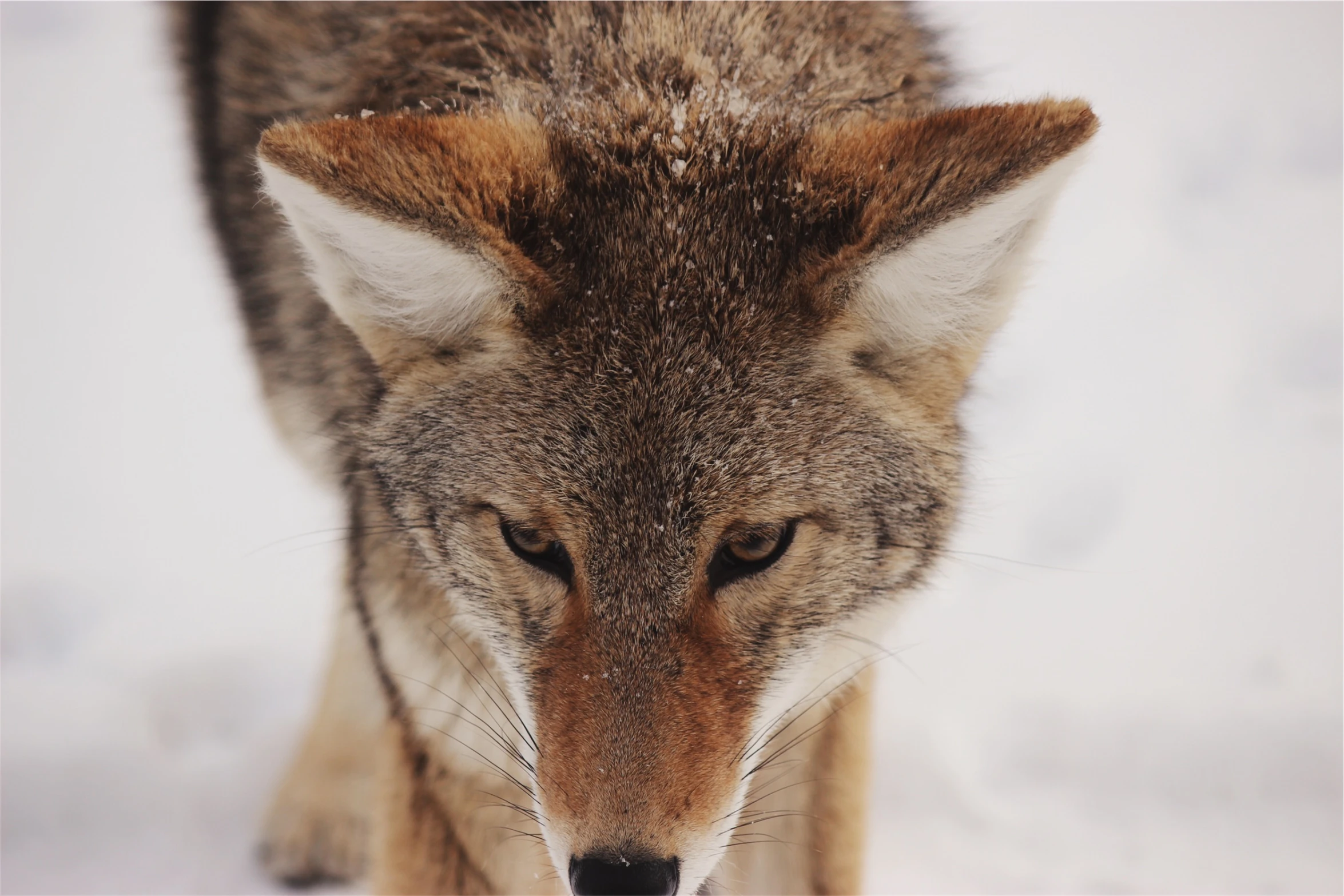 a lone wolf standing in snow in front of white background