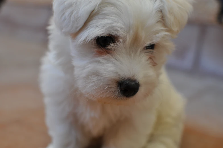 a small white dog is standing in a room