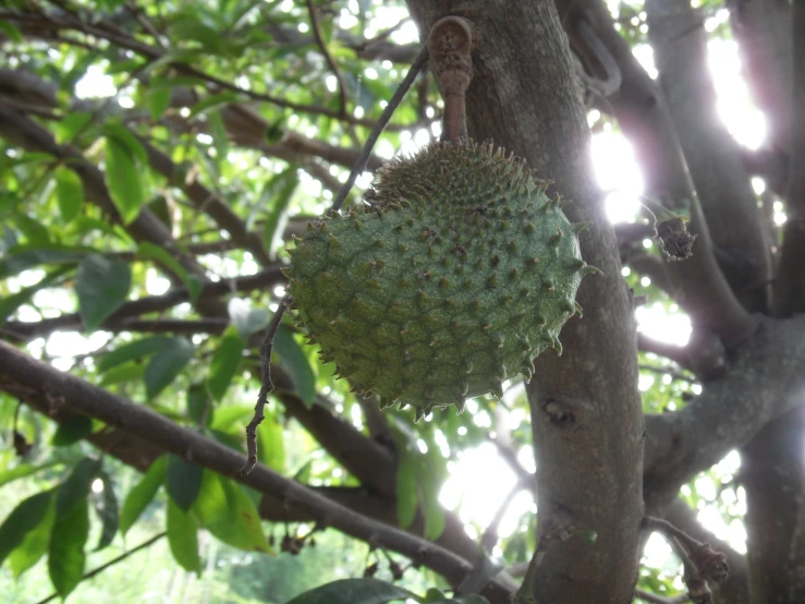 a large fruit hangs from the trunk of a tree