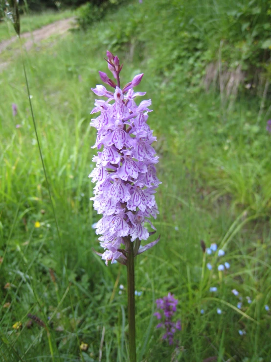 purple flowers in green grass and brush