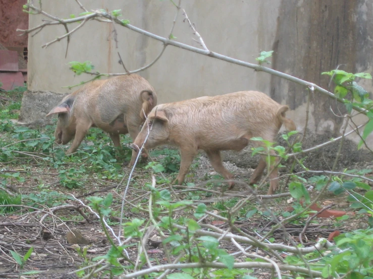 two pigs walking next to each other on the ground
