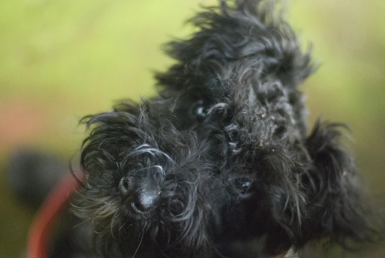 the fluffy black dog is laying down