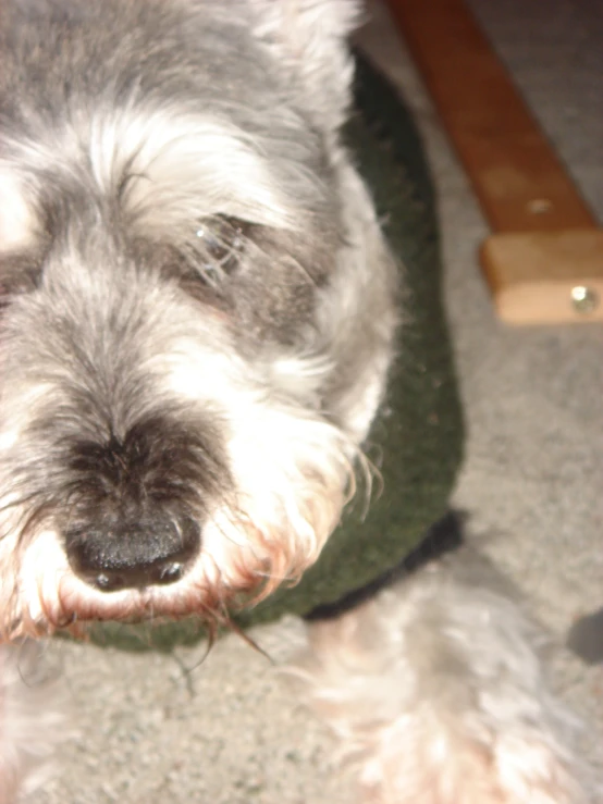 a white dog in a green shirt looking at the camera