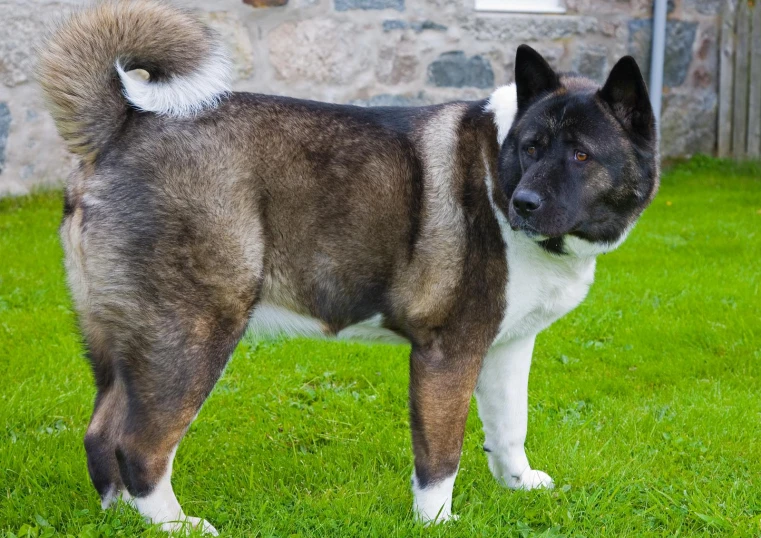 a large furry dog standing in the grass