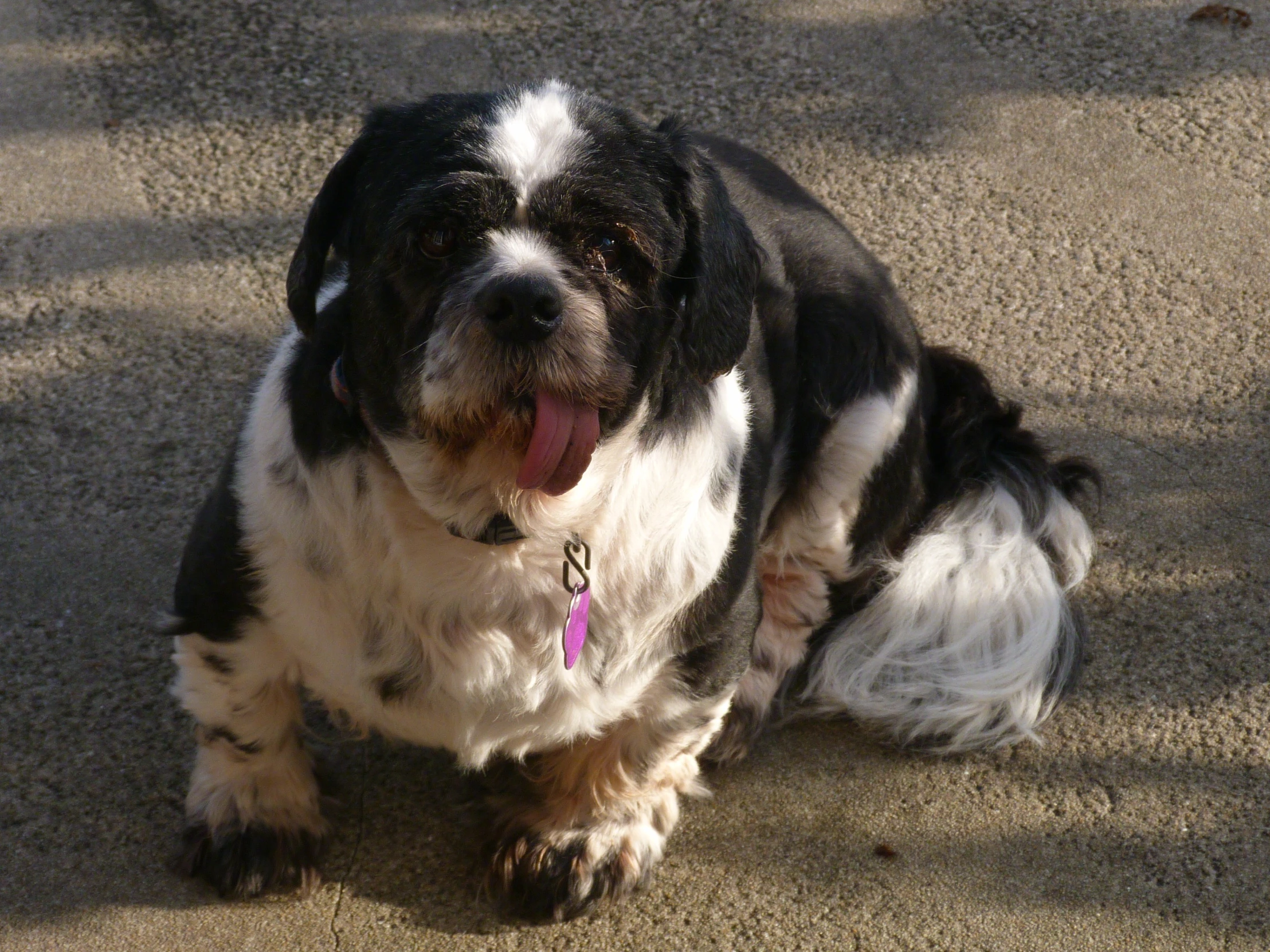 the dog is posing on the floor for a picture