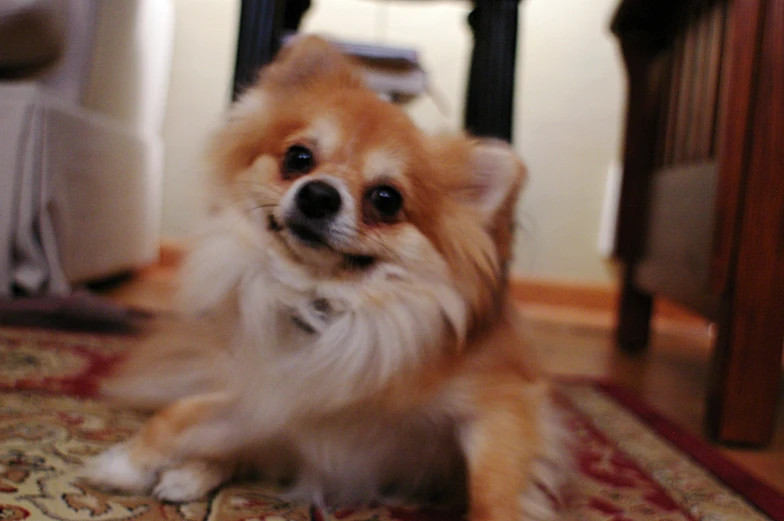 a small tan dog sitting on top of a rug