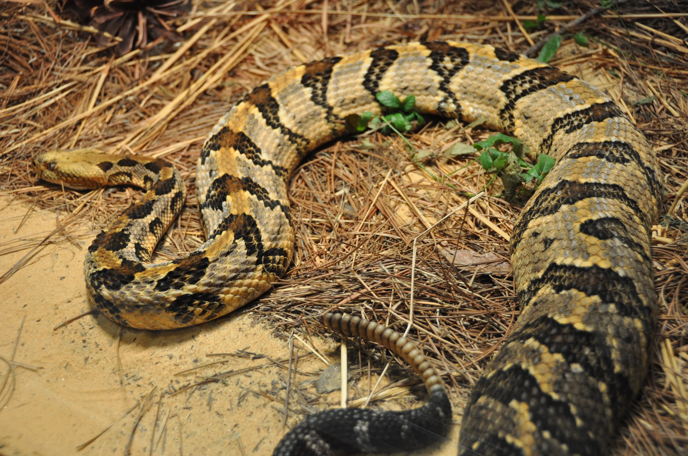 a snake is laying on the ground, with its mouth open
