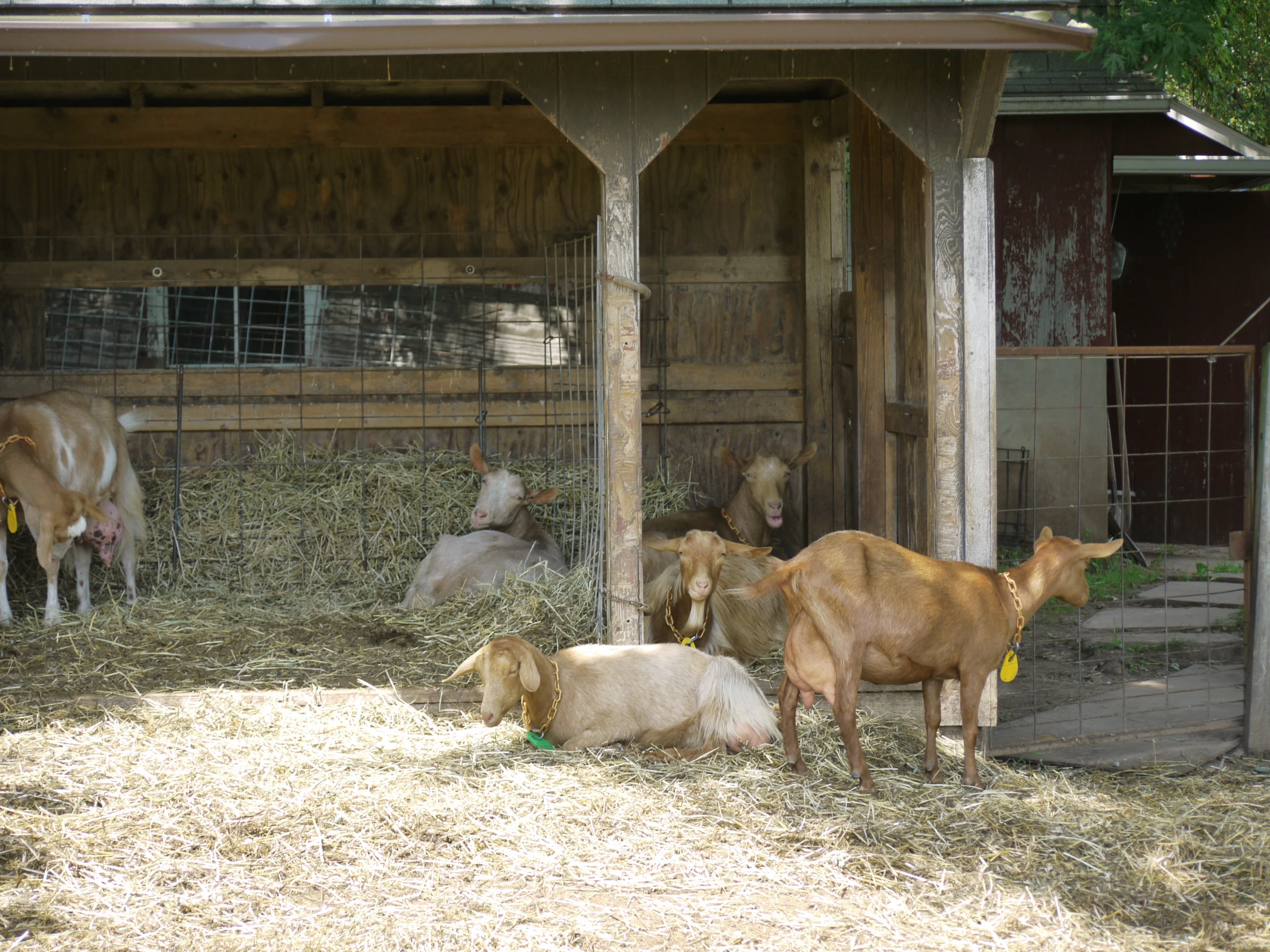 a group of cows in front of their house eating hay