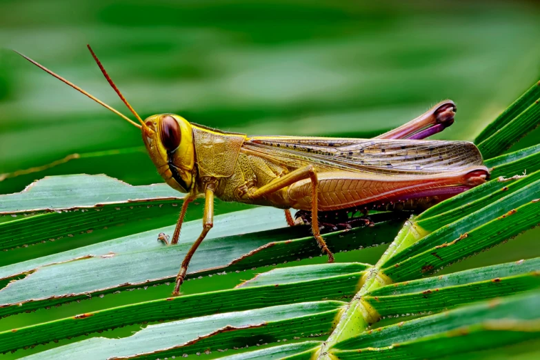 an image of a grasshopper on a leaf