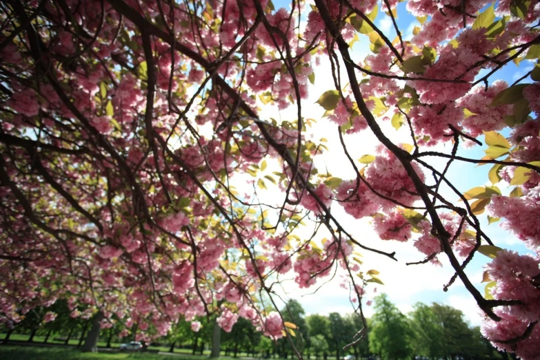 the view from beneath a tree in the park