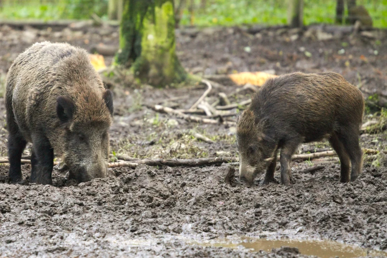 the two cubs are playing with each other in the mud