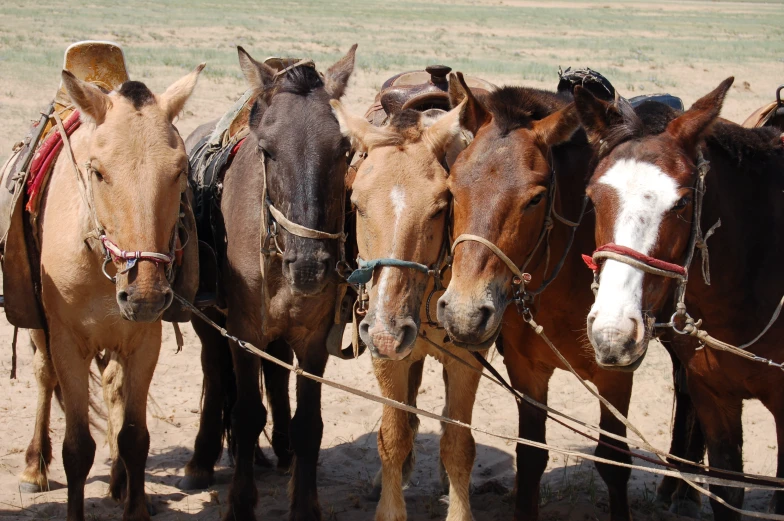 three horses standing next to each other on dirt ground